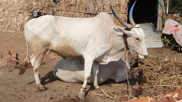 सहिवाल गाय, Sahiwal Cow