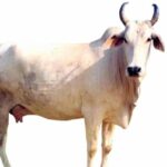 Mewati-Cow-मेवाती-गाय