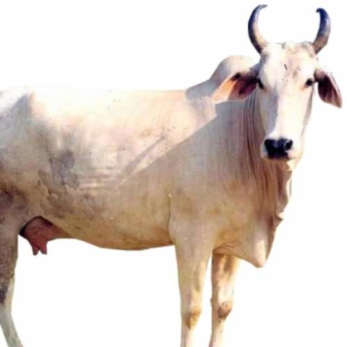 Mewati Cow मेवाती गाय
