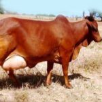 Red-sindhi-Cow-लाल-सिंधी-गाय