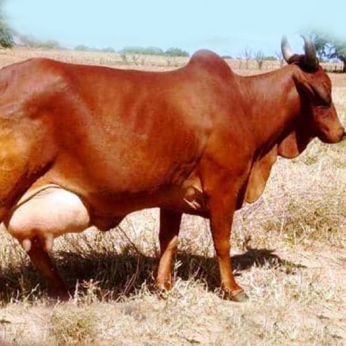 Red sindhi Cow लाल सिंधी गाय
