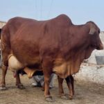 Sahiwal-Cow-सहिवाल-गाय