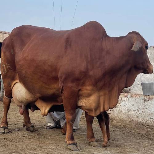 सहिवाल गाय, Sahiwal Cow